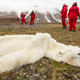 Illustration for article titled This polar bear starved to death thanks to global warming